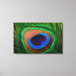 Canvas print with colourful peacock feather image