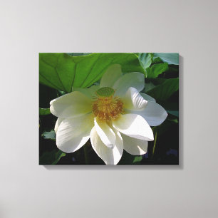 Canvas Print with delicate white Lotus Flower