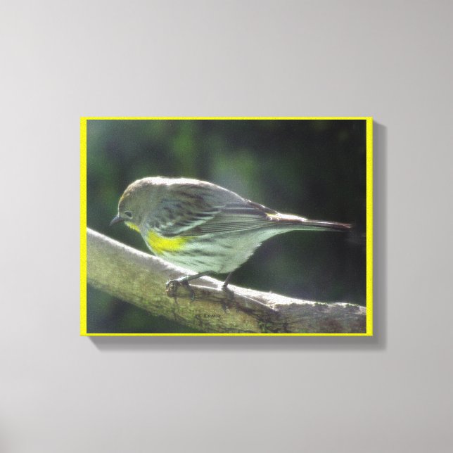 Canvas print - Yellow Breasted Bird on Branch (Front)