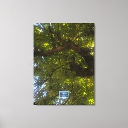 Canvas (Sun Green Tree 3) RFPMDesigns ©️2021/24 Print