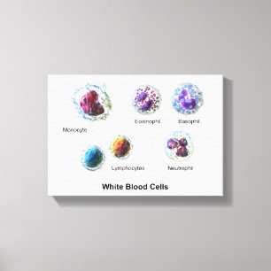 Canvas White Blood Cells Leukocytes Diagram 