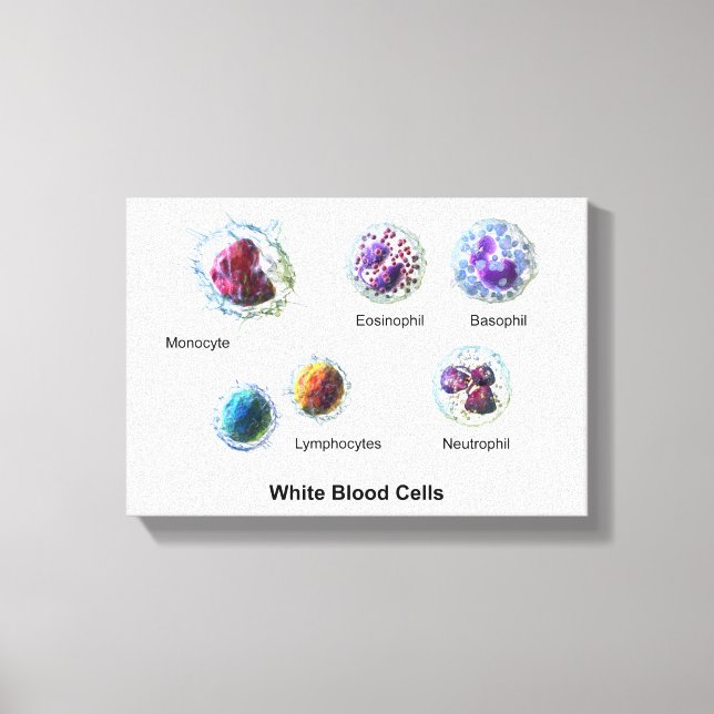 Canvas White Blood Cells Leukocytes Diagram  (Front)