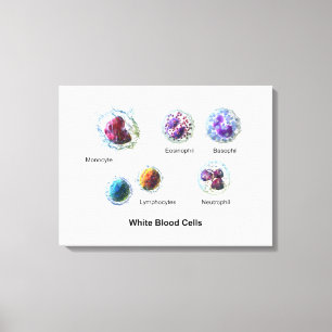 Canvas White Blood Cells Leukocytes Diagram Print