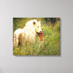 Canvas White Lion from Africa
