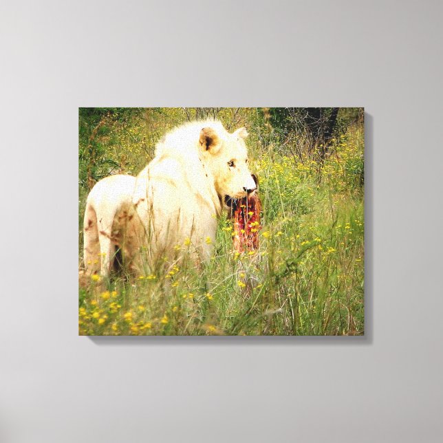 Canvas White Lion from Africa (Front)
