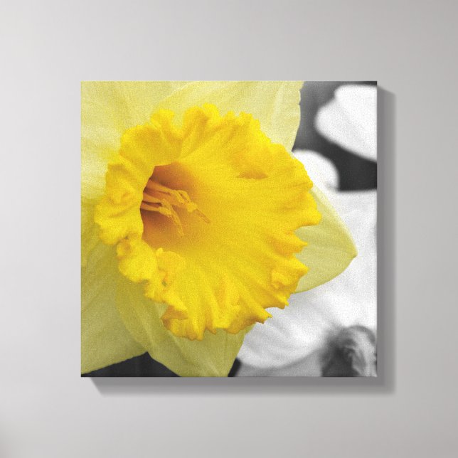 canvas with yellow narcissus print (Front)