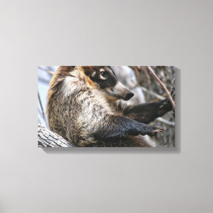 Canvas Wrap: Coatimundi #3