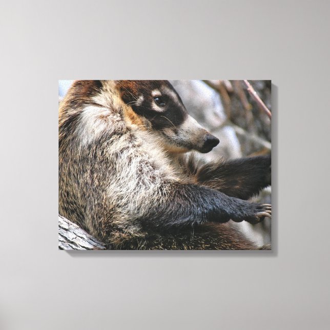 Canvas Wrap: Coatimundi #3 Print (Front)