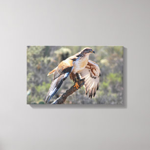 Canvas Wrap: Ferruginous Hawk Print