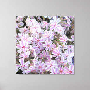 Canvas - Wrapped - Candy Striped Phlox
