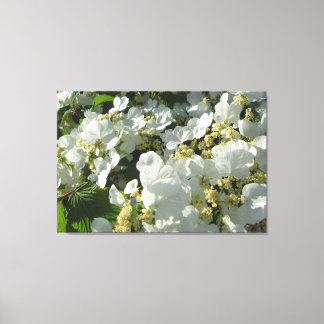 Canvas - Wrapped - Doublefile Viburnum I