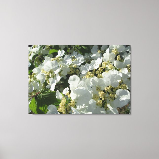 Canvas - Wrapped - Doublefile Viburnum I Print (Front)