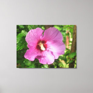 Canvas - Wrapped - Pink Rose of Sharon Print