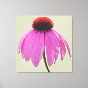 Canvas - Wrapped - Purple Coneflower - Echinacea Print