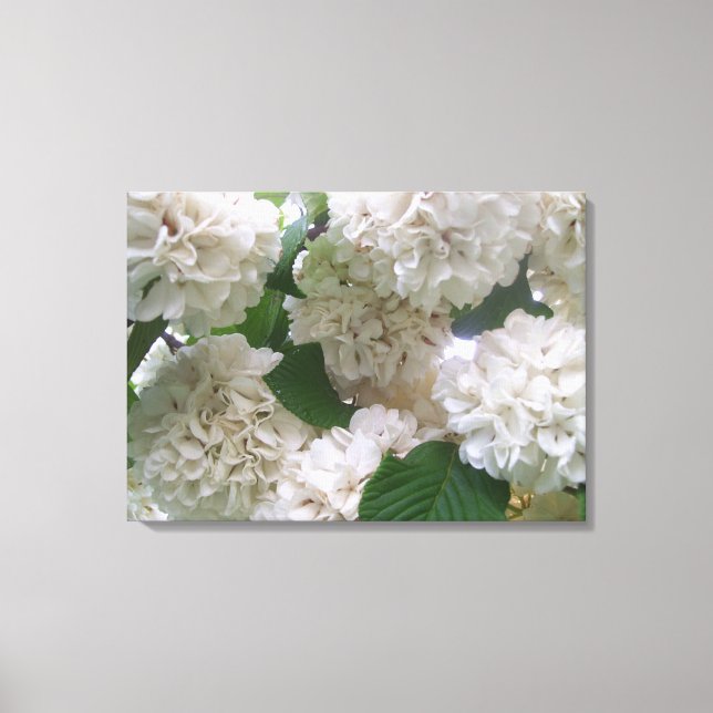 Canvas - Wrapped - White Hydrangeas l Print (Front)