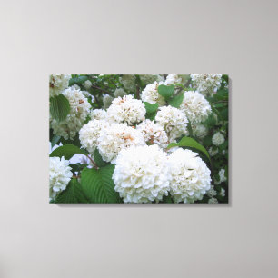 Canvas - Wrapped - White Hydrangeas ll