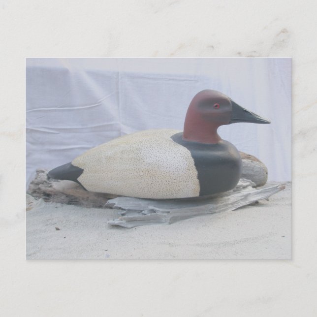 Canvasback Duck Decoy Postcard (Front)