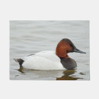 Canvasback Duck Drake