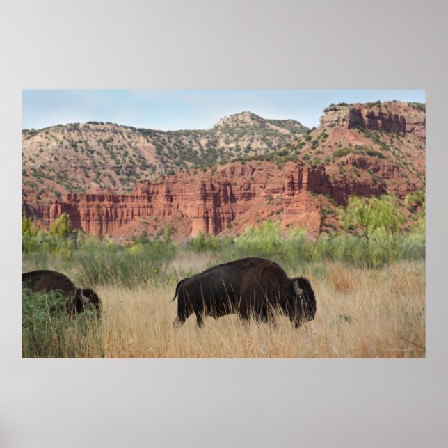 Canyon Buffalo Art Poster -60x40 -other sizes also (Front)