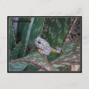 Canyon Tree Frog Postcard