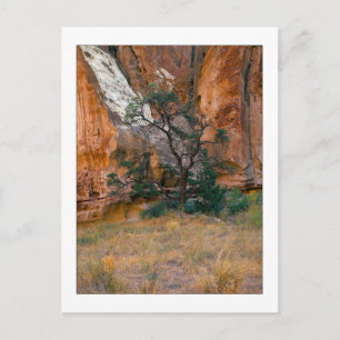"Canyon View With Tree" Postcard