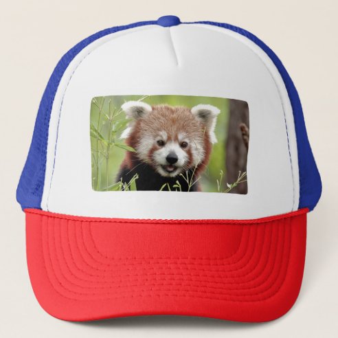 Red Panda Hats & Caps | Zazzle UK