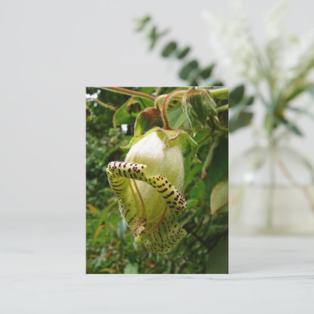 Capanea Grandiflora Postcard (Standing Front)