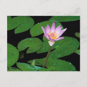 Cape Blue Water Lily (Nymphaea Capensis) Postcard