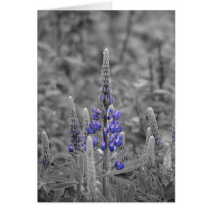 Cape Breton Lupins