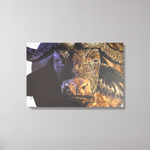 Cape Buffalo Canvas Print
