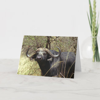 Cape Buffalo Card