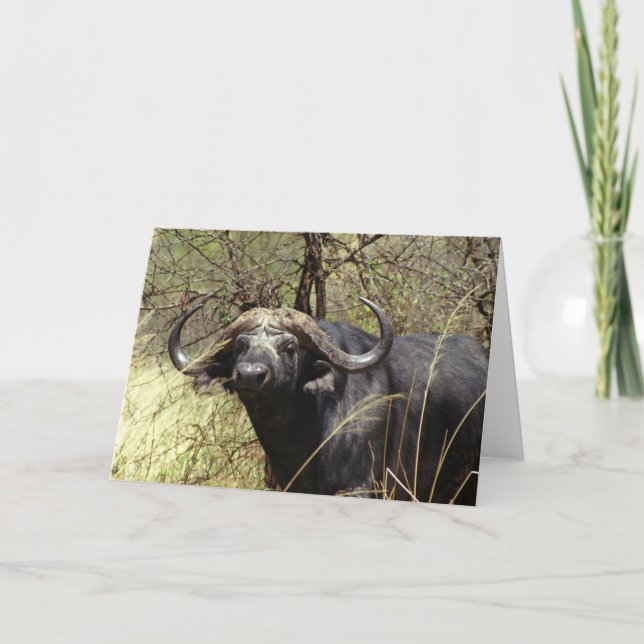 Cape Buffalo Card (Front)