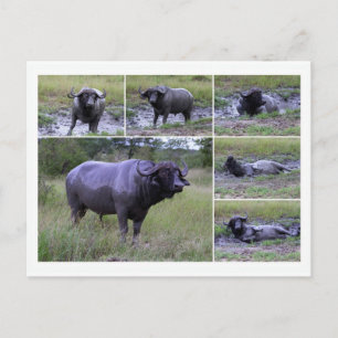Cape Buffalo Enjoying Mud Bath, South Africa Postcard