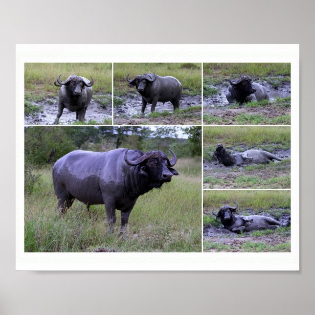 Cape Buffalo Mud Bath 10 by 8 Poster (Front)