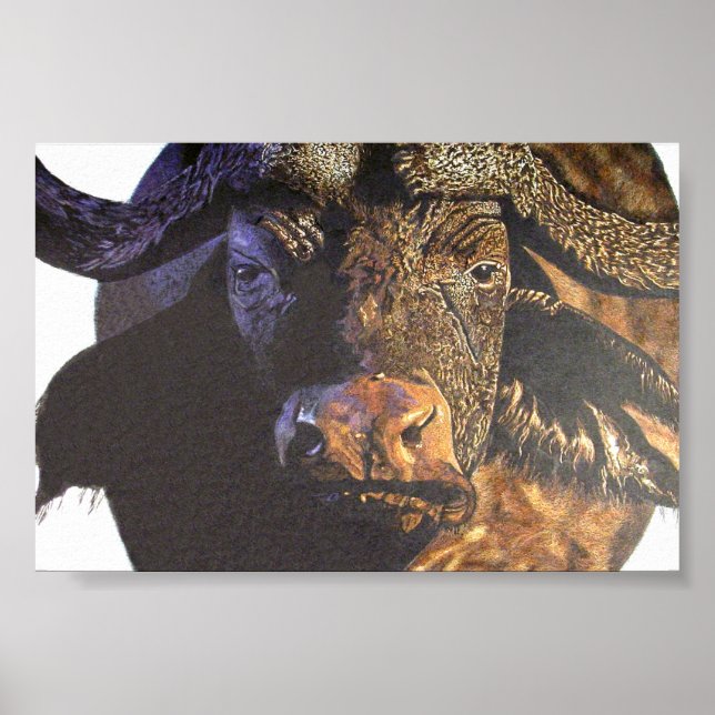 Cape Buffalo Poster (Front)