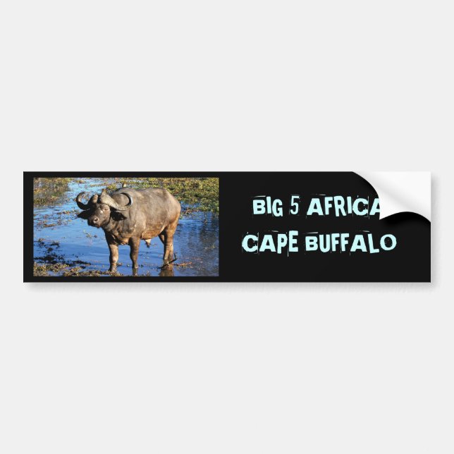 Cape Buffalo safari big 5 bumper stickers (Front)