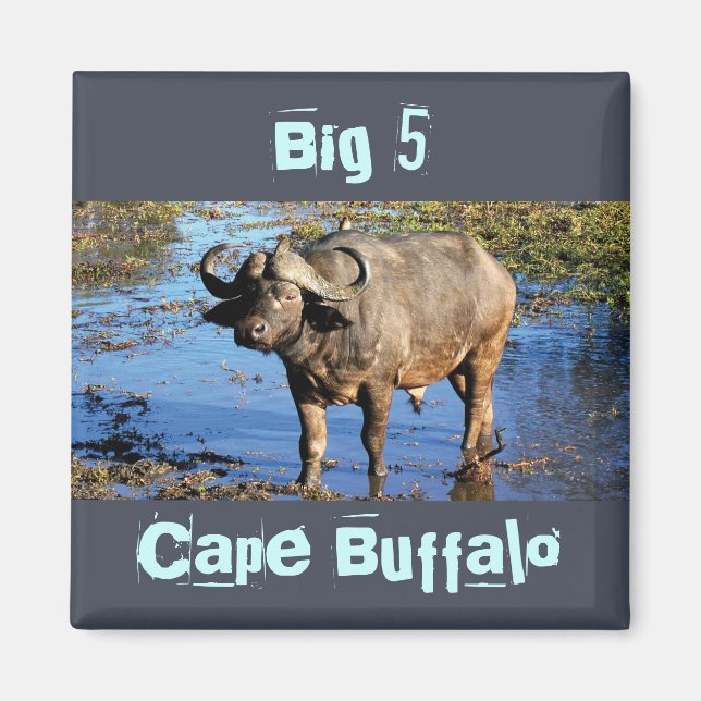Cape Buffalo safari big 5 magnets (Front)