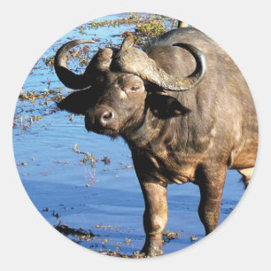 Cape Buffalo safari big 5 stickers