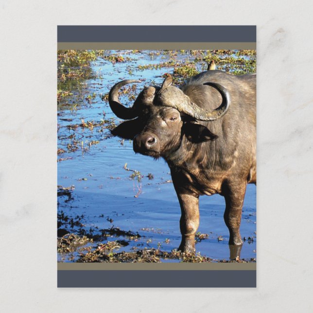 Cape Buffalo safari greeting postcards (Front)