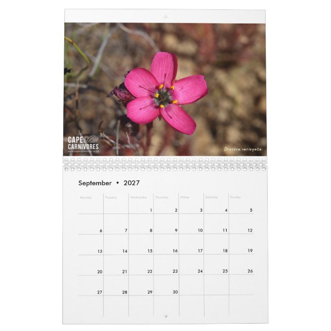 Cape Carnivores Calendar 2022 (Sep 2027)