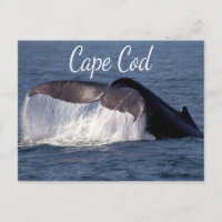 Cape Cod, Provincetown Massachusetts Postcard