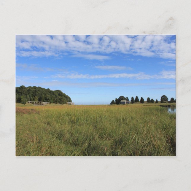 Cape Cod Salt Marsh Postcard (Front)