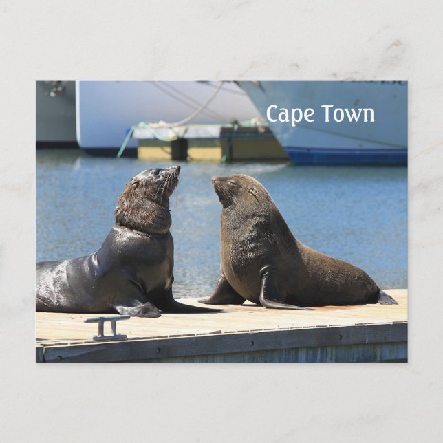 Cape Fur Seals, Waterfront, South Africa Postcard (Front)
