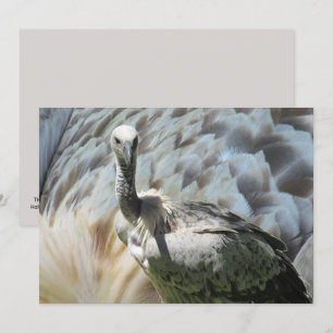 Cape Griffon Vulture Flat Card