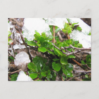 Cape Horn, Chile 3 Postcard