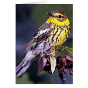 Cape May Warbler Bird Gifts
