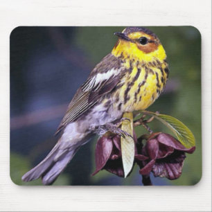 Cape May Warbler Bird Lovers Gifts Mouse Mat