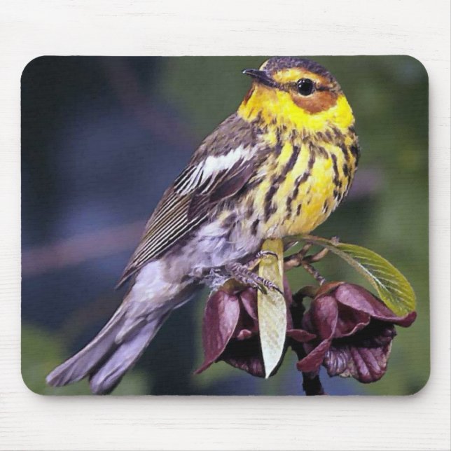 Cape May Warbler Bird Lovers Gifts Mouse Mat (Front)