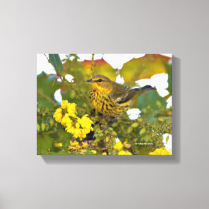 Cape May Warbler with Flowering Mahonia Canvas Print