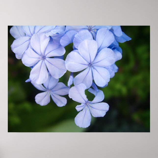 Cape plumbago poster (Front)